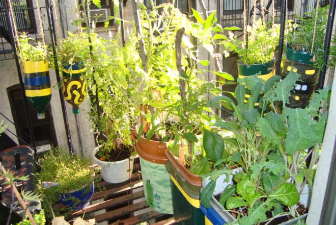 Urban Organic Gardener Fire Escape Garden, fire escape garden, urban organic gardener, urban gardening, urban gardens nyc, urban gardens new york, how to grow an urban garden