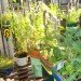 Urban Organic Gardener Fire Escape Garden, fire escape garden, urban organic gardener, urban gardening, urban gardens nyc, urban gardens new york, how to grow an urban garden