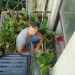 Urban Organic Gardener Fire Escape Garden, fire escape garden, urban organic gardener, urban gardening, urban gardens nyc, urban gardens new york, how to grow an urban garden