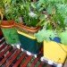 Urban Organic Gardener Fire Escape Garden, fire escape garden, urban organic gardener, urban gardening, urban gardens nyc, urban gardens new york, how to grow an urban garden