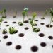 green interiors, lena louise meyer, sprout table, green design, eco design, sustainable design, swedish design, sweden, swedish sprout table, green tables, eco tables, sustainable tables, eco interiors, sustainable interiors, green furniture, eco furniture, sustainable furniture