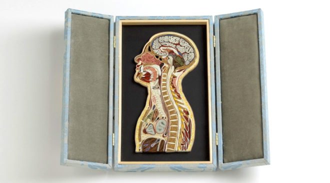 recycled art, eco art, sustainable art, green art, Lisa Nilsson, tissue series, paper art, green art, anatomy paper sculptures, cross-section art, japanese mulberry paper art
