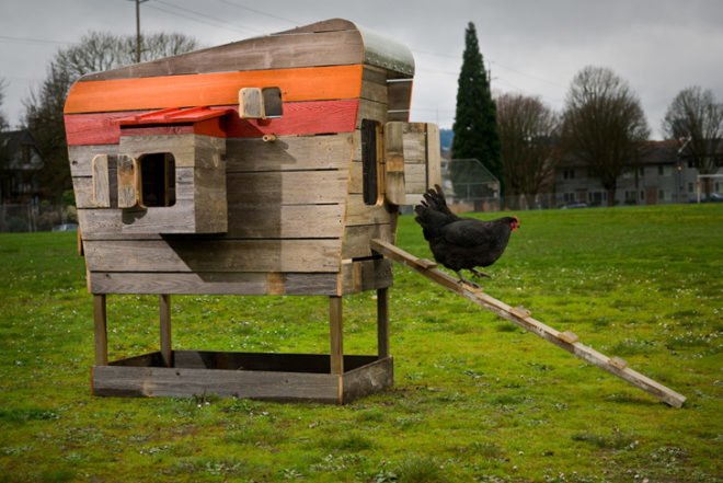 Modern Coop, Wright Design Office, John Wright, chickens, chicken coop, recycled materials, reclaimed wood, urban chicken coop, Portland