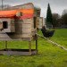 Modern Coop, Wright Design Office, John Wright, chickens, chicken coop, recycled materials, reclaimed wood, urban chicken coop, Portland