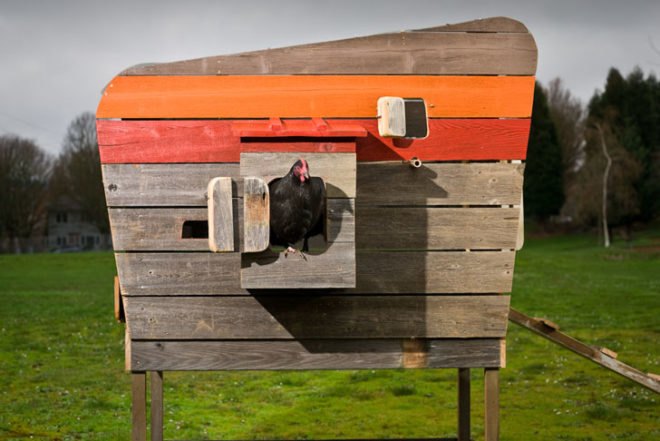 Modern Coop, Wright Design Office, John Wright, chickens, chicken coop, recycled materials, reclaimed wood, urban chicken coop, Portland