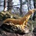 art, outdoor art, green art, eco art, sustainable art, tree carving, chainsaw carving, carving, tree sculptures, tree carving sculptures, chainsaw carving sculptures, tommy craggs, north yorkshire, mystery carver, wood sculpture, wood design, wood art