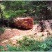 art, outdoor art, green art, eco art, sustainable art, tree carving, chainsaw carving, carving, tree sculptures, tree carving sculptures, chainsaw carving sculptures, tommy craggs, north yorkshire, mystery carver, wood sculpture, wood design, wood art