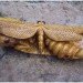 art, outdoor art, green art, eco art, sustainable art, tree carving, chainsaw carving, carving, tree sculptures, tree carving sculptures, chainsaw carving sculptures, tommy craggs, north yorkshire, mystery carver, wood sculpture, wood design, wood art