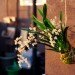 diy string garden, wilder quarterly, wilder magazine, how to make a string garden, apartment gardening, botanical diys
