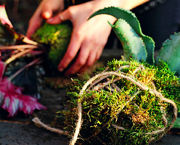 diy string garden, wilder quarterly, wilder magazine, how to make a string garden, apartment gardening, botanical diys