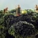 Matthew Carden, Small World, food, food photography, healthy eating, small landscapes