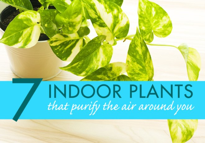potted plants, air purifying plants, indoor plants, plants for health, air cleaning plants, lilies, peace lilies, Dendrobium, orchids, ferns, Schefflera, anthuriums, song of india, gardening, urban gardening, indoor garden, vocs, air filter, natural air filter