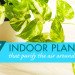 potted plants, air purifying plants, indoor plants, plants for health, air cleaning plants, lilies, peace lilies, Dendrobium, orchids, ferns, Schefflera, anthuriums, song of india, gardening, urban gardening, indoor garden, vocs, air filter, natural air filter