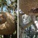 Treehouses, biomimicry, Botanical, green furniture, Green Materials, Recycling / Compost, Animal Farm, human nest, nest, hanging nest, bark, branches, Porky Hefer, biodegradable pod, retreat pod