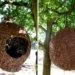 Treehouses, biomimicry, Botanical, green furniture, Green Materials, Recycling / Compost, Animal Farm, human nest, nest, hanging nest, bark, branches, Porky Hefer, biodegradable pod, retreat pod