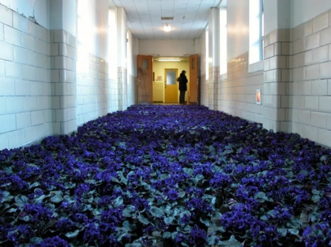 anna schuleit, bloom, Massachusetts Mental Health Center (MMHC), flower installation, public artwrok, memorial artwork, celebratory artwork, living artwork, social art