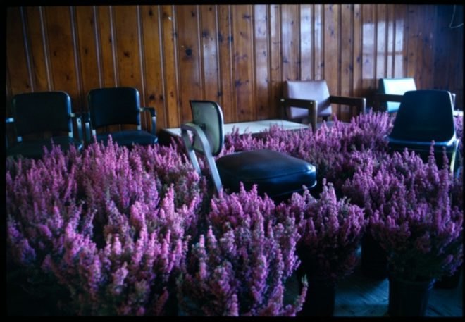 anna schuleit, bloom, Massachusetts Mental Health Center (MMHC), flower installation, public artwrok, memorial artwork, celebratory artwork, living artwork, social art