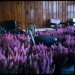 anna schuleit, bloom, Massachusetts Mental Health Center (MMHC), flower installation, public artwrok, memorial artwork, celebratory artwork, living artwork, social art