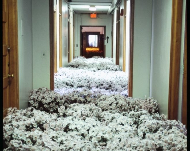 anna schuleit, bloom, Massachusetts Mental Health Center (MMHC), flower installation, public artwrok, memorial artwork, celebratory artwork, living artwork, social art