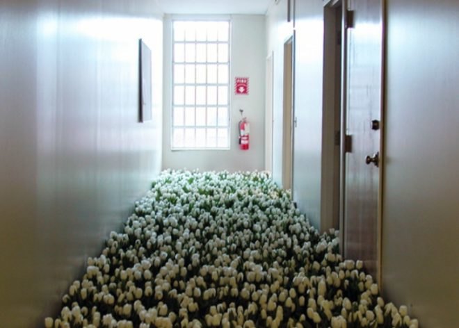 anna schuleit, bloom, Massachusetts Mental Health Center (MMHC), flower installation, public artwrok, memorial artwork, celebratory artwork, living artwork, social art