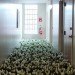 anna schuleit, bloom, Massachusetts Mental Health Center (MMHC), flower installation, public artwrok, memorial artwork, celebratory artwork, living artwork, social art