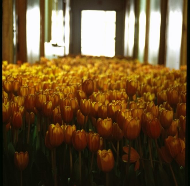 anna schuleit, bloom, Massachusetts Mental Health Center (MMHC), flower installation, public artwrok, memorial artwork, celebratory artwork, living artwork, social art