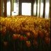 anna schuleit, bloom, Massachusetts Mental Health Center (MMHC), flower installation, public artwrok, memorial artwork, celebratory artwork, living artwork, social art