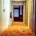 anna schuleit, bloom, Massachusetts Mental Health Center (MMHC), flower installation, public artwrok, memorial artwork, celebratory artwork, living artwork, social art