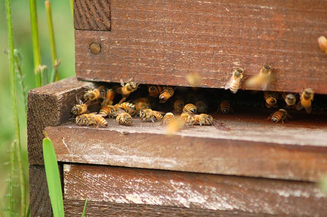 green design, eco design, sustainable design, Storm King Art Center, bees, apiary, sculpture park, Hudson Valley, Peter Coffin, Untitled (Bees making Honey), Beekeeoing, Roni Horn, Anish Kapoor