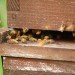 green design, eco design, sustainable design, Storm King Art Center, bees, apiary, sculpture park, Hudson Valley, Peter Coffin, Untitled (Bees making Honey), Beekeeoing, Roni Horn, Anish Kapoor
