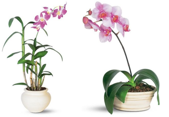 palms, potted plants, air purifying plants, indoor plants, plants for health, air cleaning plants, lilies, peace lilies, Dendrobium, orchids, ferns, Schefflera, anthuriums, song of india, gardening, urban gardening, indoor garden, vocs, air filter, natural air filter, green design, eco design, sustainable design