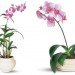 palms, potted plants, air purifying plants, indoor plants, plants for health, air cleaning plants, lilies, peace lilies, Dendrobium, orchids, ferns, Schefflera, anthuriums, song of india, gardening, urban gardening, indoor garden, vocs, air filter, natural air filter, green design, eco design, sustainable design