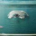green design, eco design, sustainable design, Great Pacific Garbage Patch, Plastic Fish Tower, Evolo Skyscraper competition, Kim Hongseop, Cho Hyunbeom, Yoom Sunhee, Yoom Hyungsoo, plastic recycling