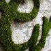 Moss graffiti, green graffiti, street art, Anna Garforth, UK, Grow, Moss Cross, The Big Bang, green design, green art, sustainable design, eco-design