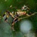 green design, eco design, sustainable design, spider silk, heat conductivity, heat conducting spider silk, organic materials, Iowa State university