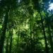 Queensland University of Technology trees could produce electricity, ions in the air, trees producing electricity, Queensland University of Technology, Queensland University of Technology, Dr Rohan Jayaratne, radon in the air, radon ions electricity