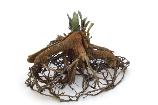 Contemporary Jewish Museum, judaism, San Francisco, art, reclaimed wood, recycled materials, driftwood, Lisa Congdon, April Gornik, Rodney Graham, Tal Shochat, Yves Behar, Terry Berlier, Lisa Congdon, Tobi Kahn, Deborah Lozier, Yoshitomo Saito