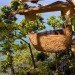 Sierra Club Green Home, Six Senses Soneva Kiri Resort, green eco resort, sustainable tourism, green holidays, Charity Buzz, Koh Kood, thai resort
