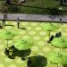 Sunset Triangle Plaza, Rios Clementi Hale Studios, pedestrian plaza, urban design, urban park, la, silver lake, streets for people