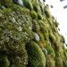 Moss graffiti, green graffiti, street art, Anna Garforth, UK, Grow, Moss Cross, The Big Bang, green design, green art, sustainable design, eco-design
