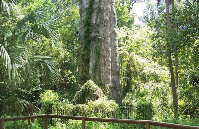methamphetamine, meth, meth smoker, worlds oldest tree, fifth oldest tree, earths oldest trees, florida trees