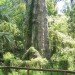 methamphetamine, meth, meth smoker, worlds oldest tree, fifth oldest tree, earths oldest trees, florida trees