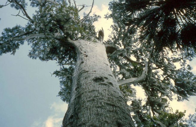 methamphetamine, meth, meth smoker, worlds oldest tree, fifth oldest tree, earths oldest trees, florida trees