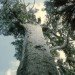methamphetamine, meth, meth smoker, worlds oldest tree, fifth oldest tree, earths oldest trees, florida trees