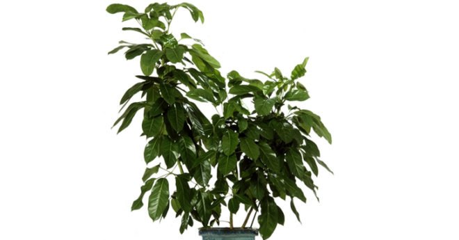 palms, potted plants, air purifying plants, indoor plants, plants for health, air cleaning plants, lilies, peace lilies, Dendrobium, orchids, ferns, Schefflera, anthuriums, song of india, gardening, urban gardening, indoor garden, vocs, air filter, natural air filter, green design, eco design, sustainable design