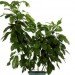 palms, potted plants, air purifying plants, indoor plants, plants for health, air cleaning plants, lilies, peace lilies, Dendrobium, orchids, ferns, Schefflera, anthuriums, song of india, gardening, urban gardening, indoor garden, vocs, air filter, natural air filter, green design, eco design, sustainable design