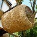 Treehouses, biomimicry, Botanical, green furniture, Green Materials, Recycling / Compost, Animal Farm, human nest, nest, hanging nest, bark, branches, Porky Hefer, biodegradable pod, retreat pod