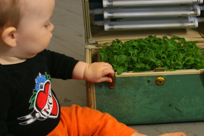 jenna spevack, microfarms, mixed greens gallery, urban gardening, Eight Extraordinary Greens, jenna spevack art