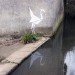 Banksy, street art, graffiti, art, origami, crane, goldfish, green design, sustainable design, UK, eco-design, Chinese mythology