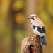 birds, birding, New Mexico, audubon, bird watching, wildlife, bird affected by pollution, birds affected by noise pollution